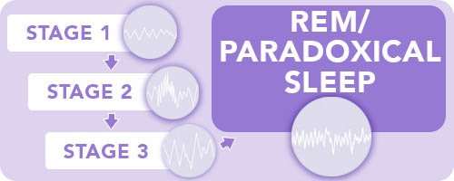 Infographic displaying the 4 stages of the sleep cycle.