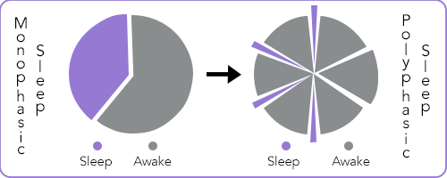Two pie charts side by side demonstrating the difference in time spent asleep versus time spent awake for monophasic sleep and polyphasic sleep patterns.