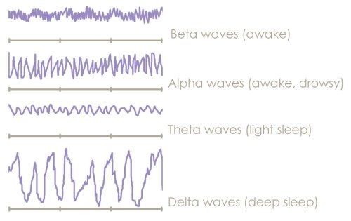 4 Sleep Stages Brainwaves